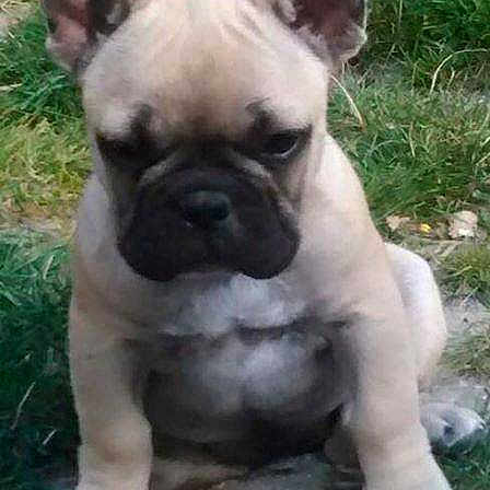 Chipie a rejoint le concours — aidez-le/la à gagner de superbes lots !