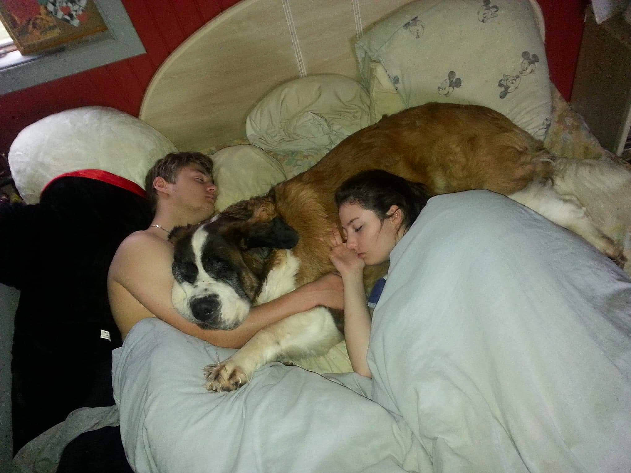 Heden participe au concours pour gagner de l'argent avec cette photo : carnivoran, dog, dog_breed, dog_breed_group, dog_like_mammal, non_sporting_group, person, st_bernard