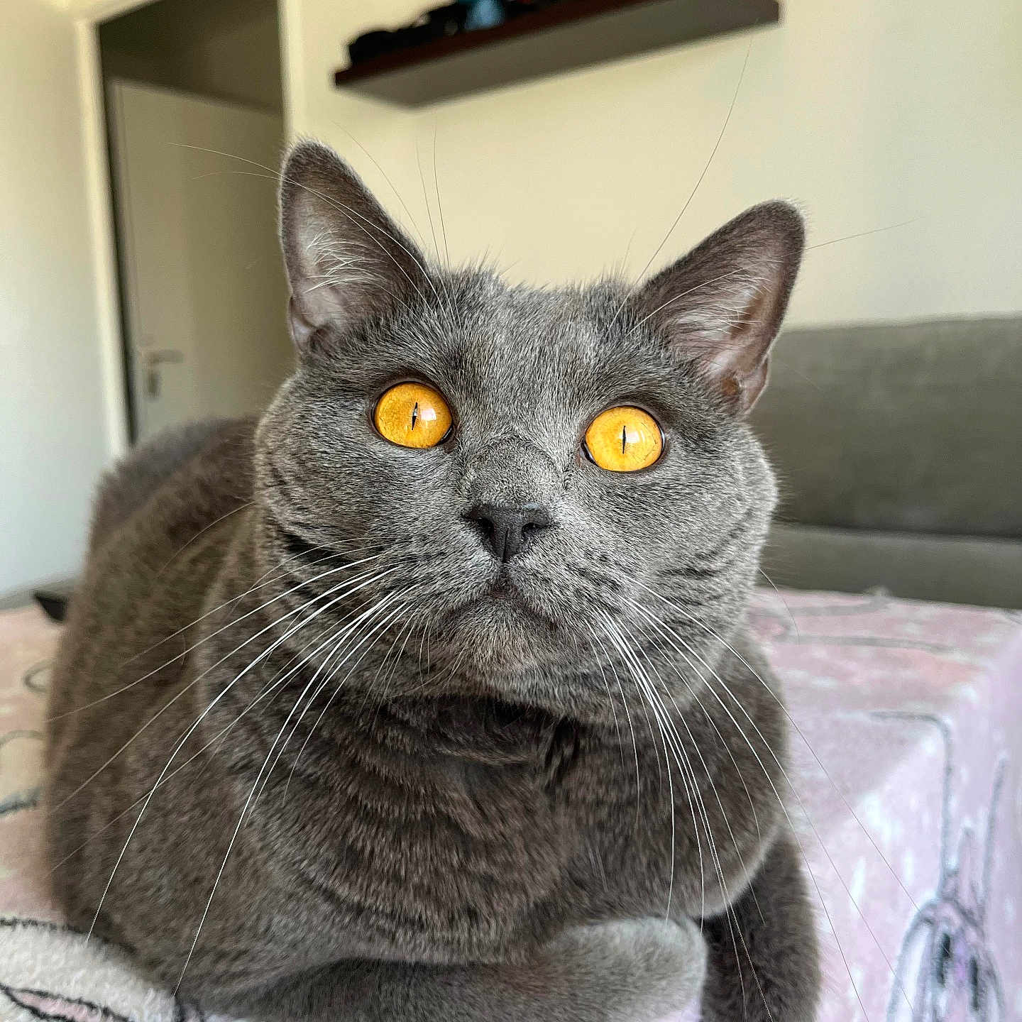 Zorro a rejoint le concours — aidez-le/la à gagner de superbes lots ! abyssinian, animal, architecture, bed, blanket, building, cat, couch, cushion, diningroom, diningtable, furniture, homedecor, indoors, kitten, livingroom, manx, pet, room, table