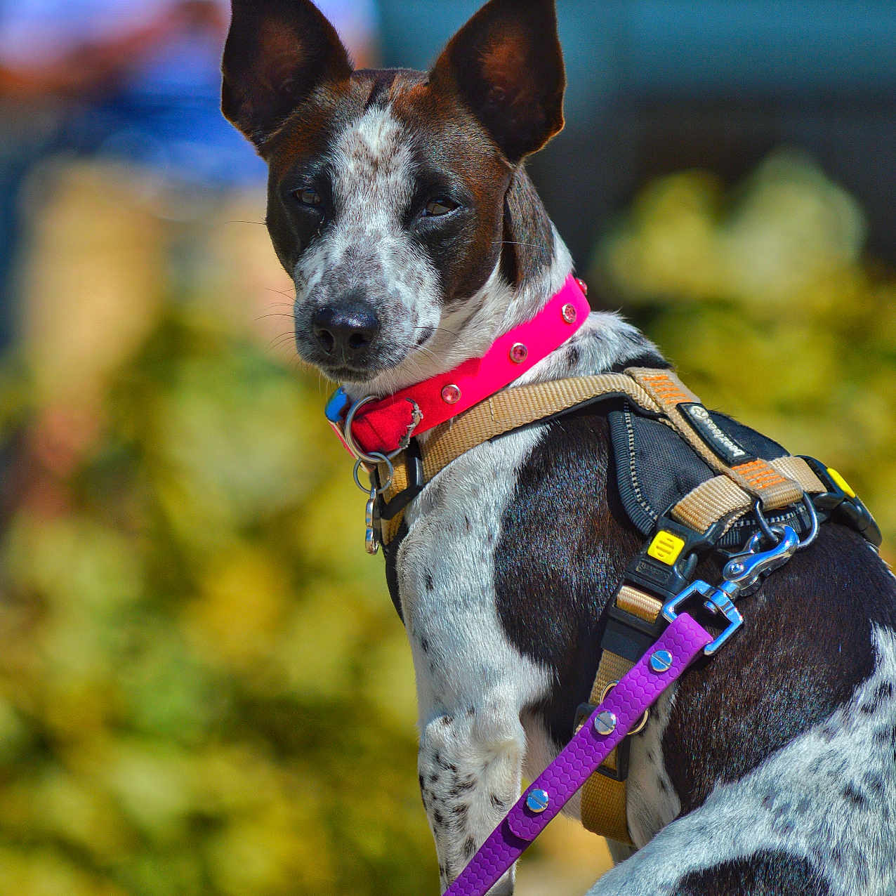 Vanille participe au concours pour gagner de l'argent avec cette photo : animal, attention, background_blur, black_and_white, canine, closeup, daylight, dog, ears, fur, harness, leash, nature, outdoor, person_blur, pet, pink_collar, portrait, purple_leash, sitting