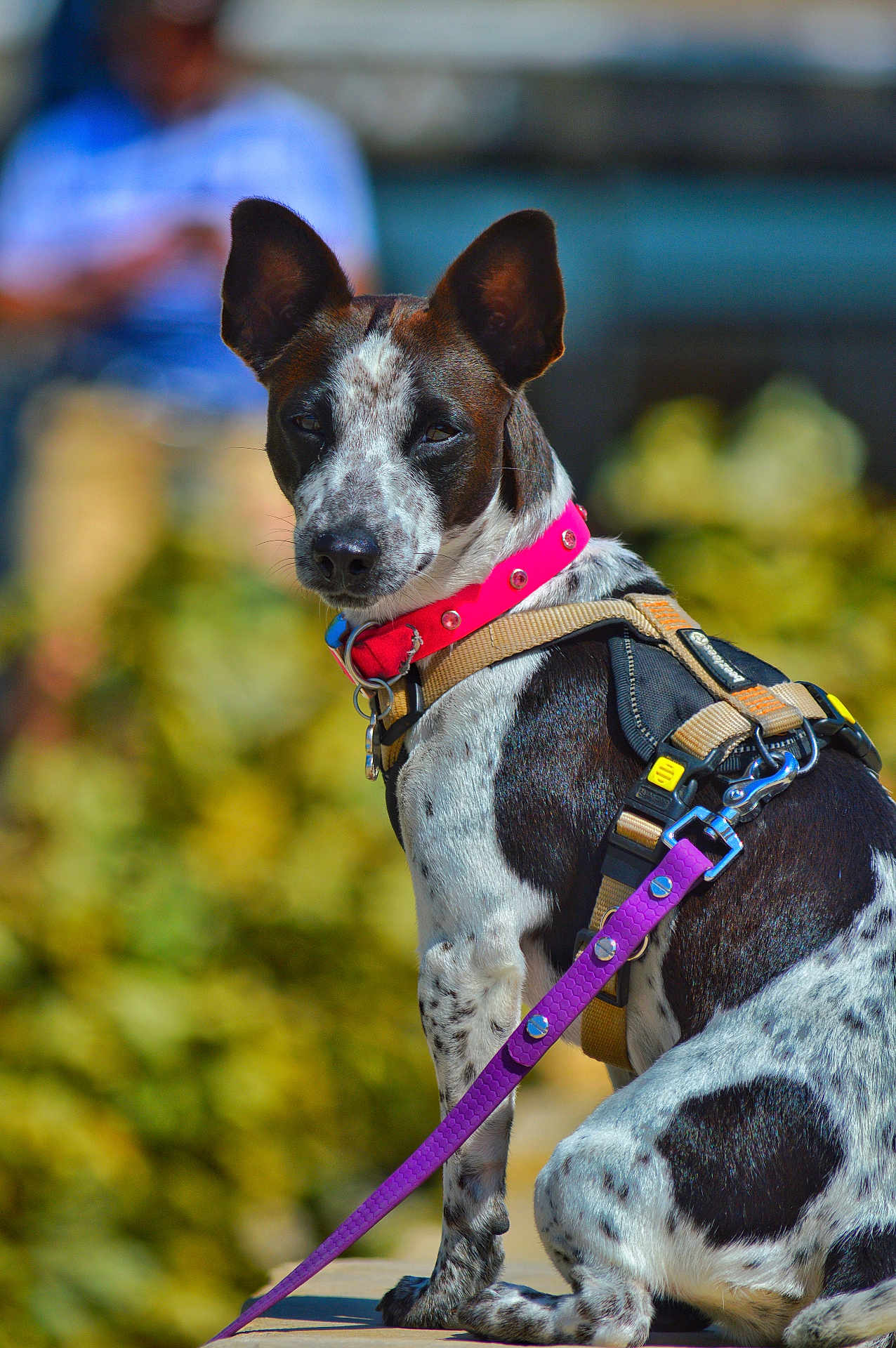 Vanille participe au concours pour gagner de l'argent avec cette photo : dog, black_and_white, pink_collar, purple_leash, sitting, outdoor, pet, animal, canine, closeup, fur, ears, leash, harness, portrait, attention, background_blur, daylight, nature, person_blur