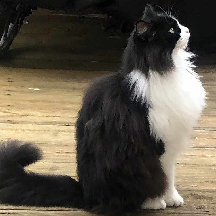 Pacha a rejoint le concours — aidez-le/la à gagner de superbes lots ! accessories, angora, animal, architecture, blackcat, building, cat, deck, hardwood, house, housing, kitten, machine, manx, pet, plywood, porch, strap, wheel, wood