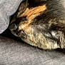 Hazelle is registered to the contest to win money with this photo: cat, sleeping, close_up, tortoiseshell, fur, cozy, fabric, gray, resting, pet, animal, whiskers, ears, soft, domestic_cat, cute, calm, indoor, feline, nap
