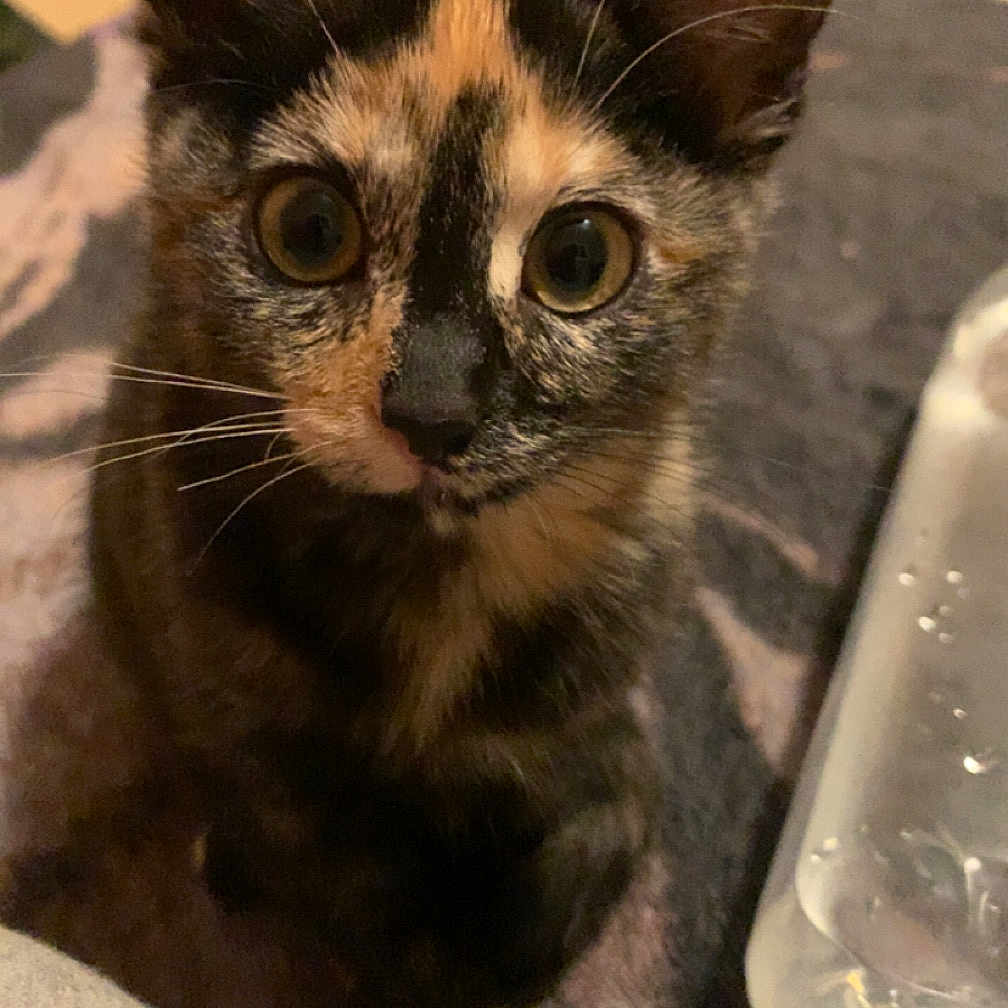 Hazelle is registered to the contest to win money with this photo: animal, blanket, cat, closeup, cozy, curious, cute, domestic, ears, eyes, face, fur, indoor, kitten, pet, small, tortoiseshell, water_bottle, whiskers, young