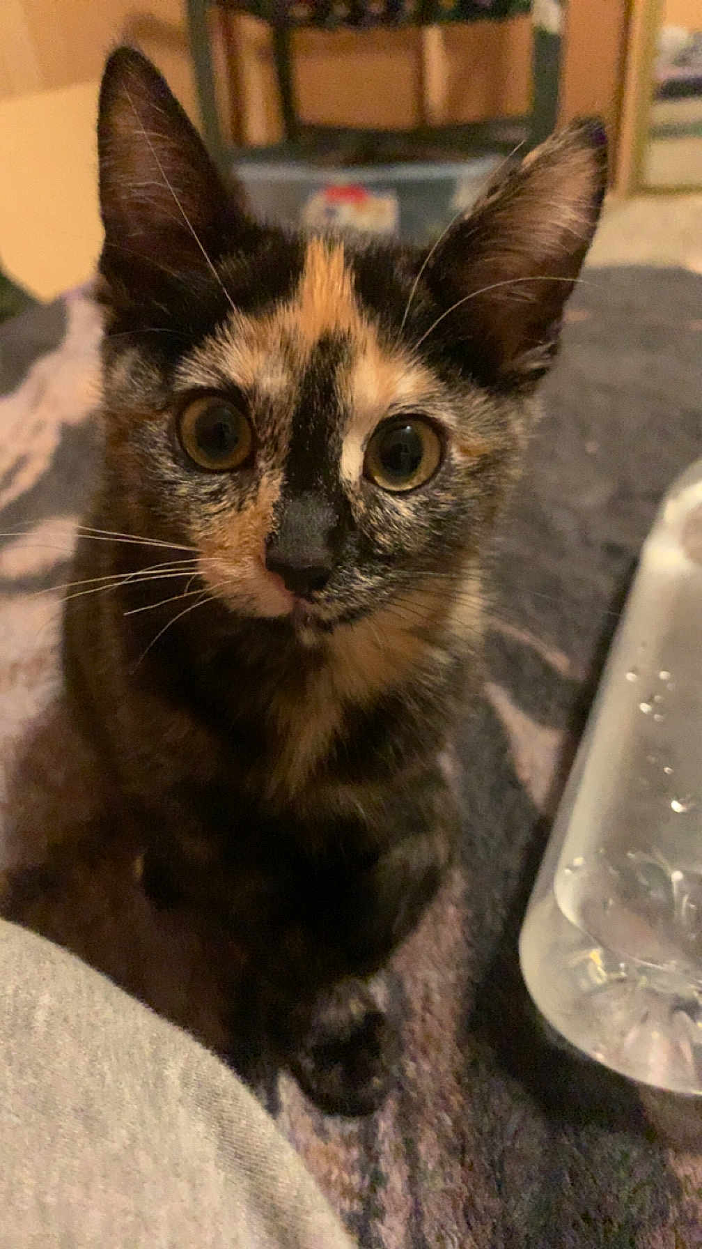 Hazelle is registered to the contest to win money with this photo: kitten, cat, tortoiseshell, pet, animal, whiskers, ears, eyes, fur, indoor, curious, closeup, face, young, small, cute, water_bottle, blanket, cozy, domestic