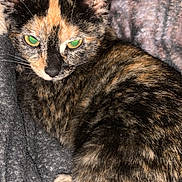 Hazelle joined the competition — help win amazing prizes! cat, tortoiseshell, pet, animal, feline, close_up, green_eyes, fur, whiskers, ears, blanket, cozy, texture, indoor, resting, sleepy, cute, domestic_animal, companion, relaxing