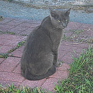She-Devil joined the competition — help win amazing prizes! animal, brick_pathway, calm, cat, curious, daylight, ears, feline, grass, gray_cat, ground, mammal, nature, outdoor, pet, quiet, side_view, sitting, tail, whiskers