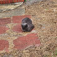 Furball is registered to the contest to win money with this photo: cat, gray_cat, sleeping, brick_pavers, dry_grass, outdoor, yard, step, wall, resting, animal, pet, nature, quiet, sunlight, texture, ground, grass, relaxation, daytime