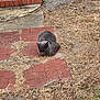 cat, gray_cat, sleeping, brick_pavers, dry_grass, outdoor, yard, step, wall, resting, animal, pet, nature, quiet, sunlight, texture, ground, grass, relaxation, daytime