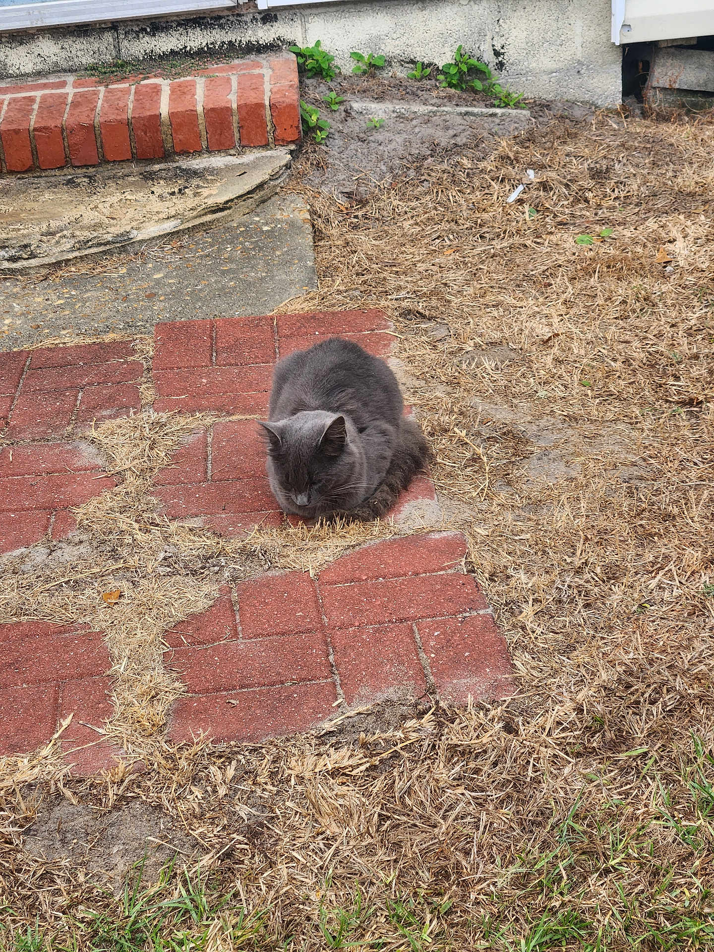Furball