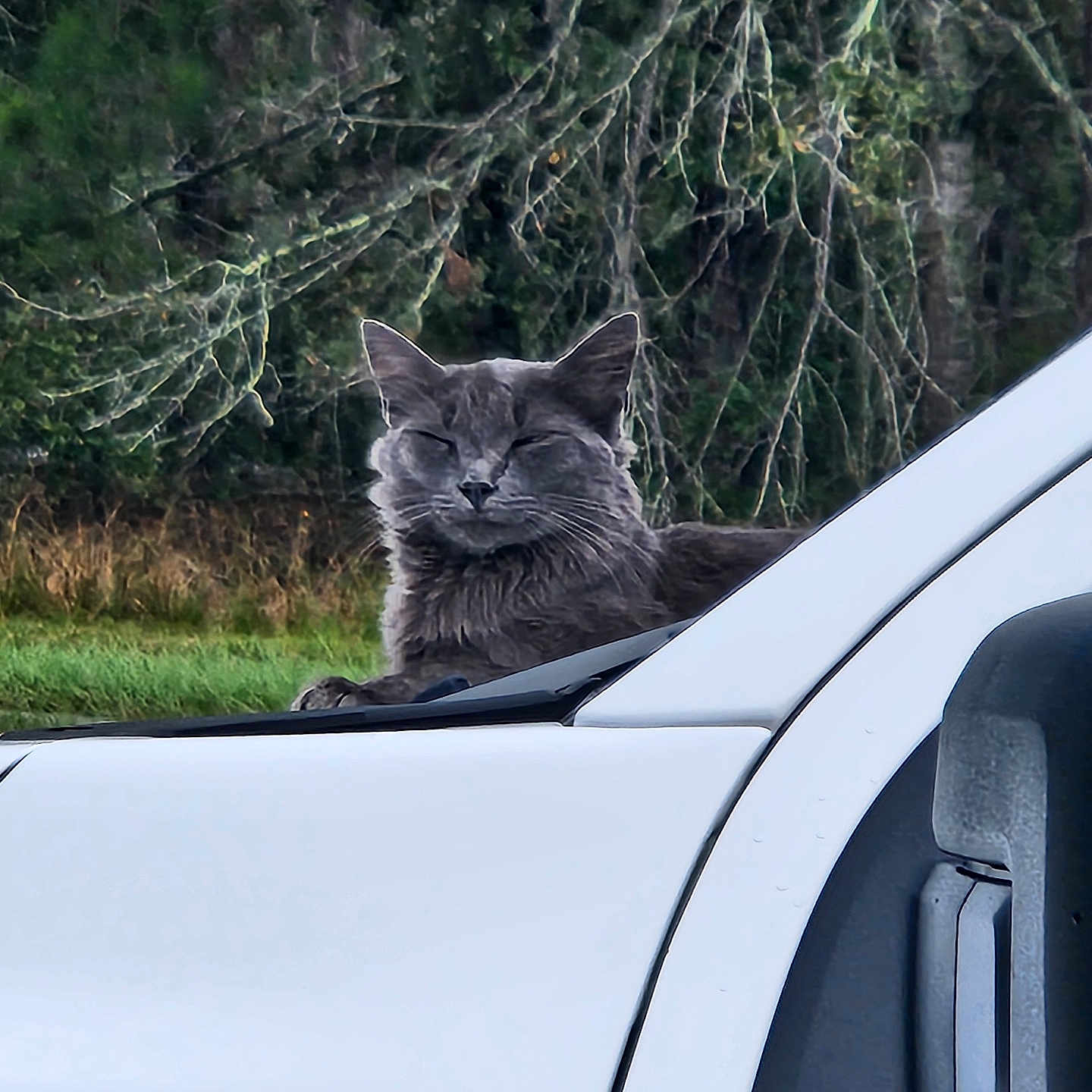 Furball