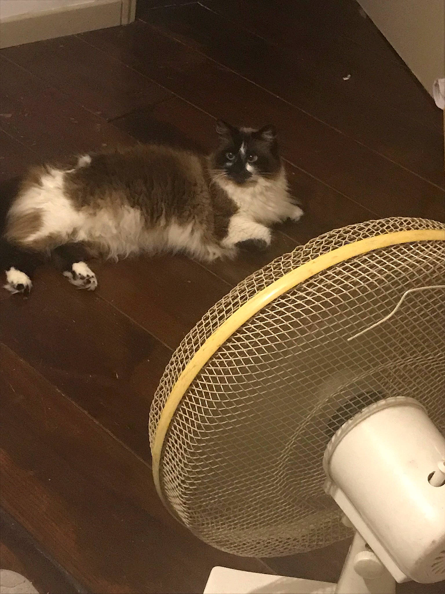 Kitty participe au concours pour gagner de l'argent avec cette photo : carnivore, cat, domestic_short_haired_cat, european_shorthair, felidae, kitten, small_to_medium_sized_cats, tail, whiskers