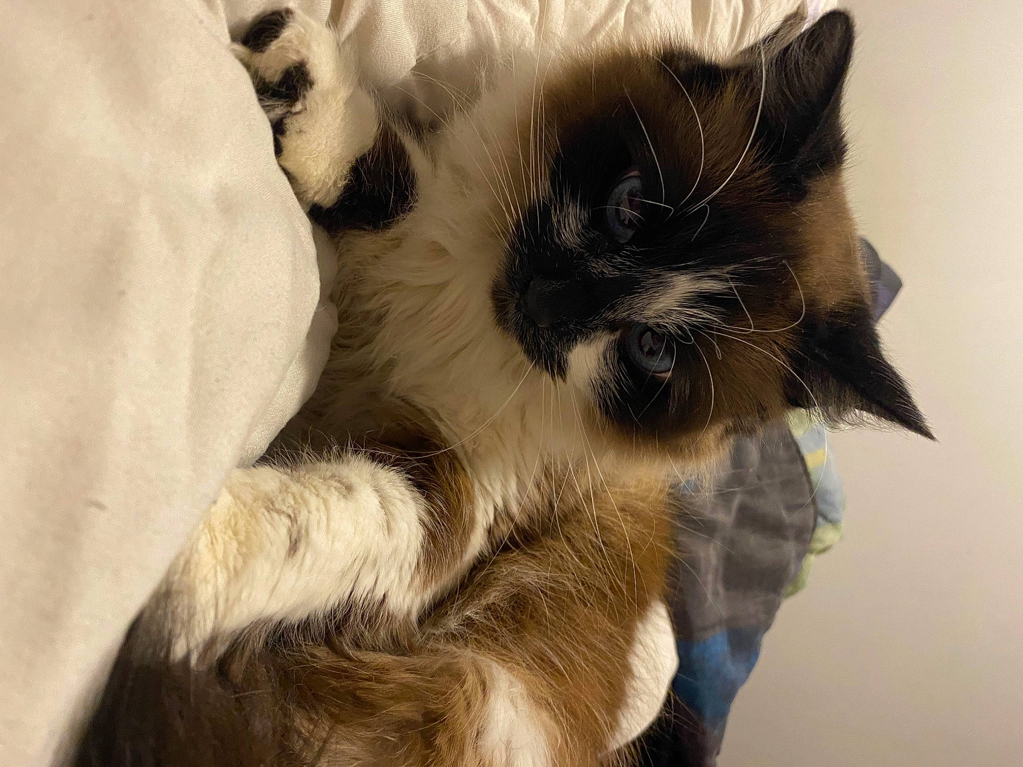 Kitty a rejoint le concours — aidez-le/la à gagner de superbes lots ! balinese, birman, carnivore, cat, claw, domestic_long_haired_cat, ear, felidae, fur, himalayan, kitten, paw, ragdoll, siamese, small_to_medium_sized_cats, snout, tail, thai, tonkinese, whiskers