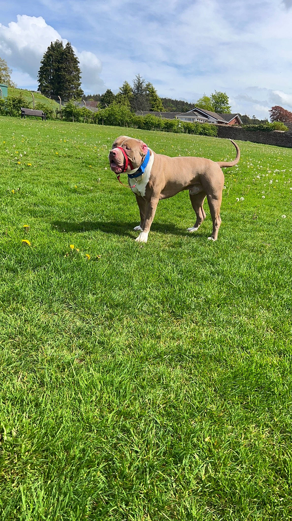 Bruno is registered to the contest to win money with this photo: agriculture, carnivore, cloud, companion_dog, dog, dog_breed, field, grass, grassland, green, landscape, lawn, pasture, people_in_nature, plant, prairie, sky, tail, tree, working_animal