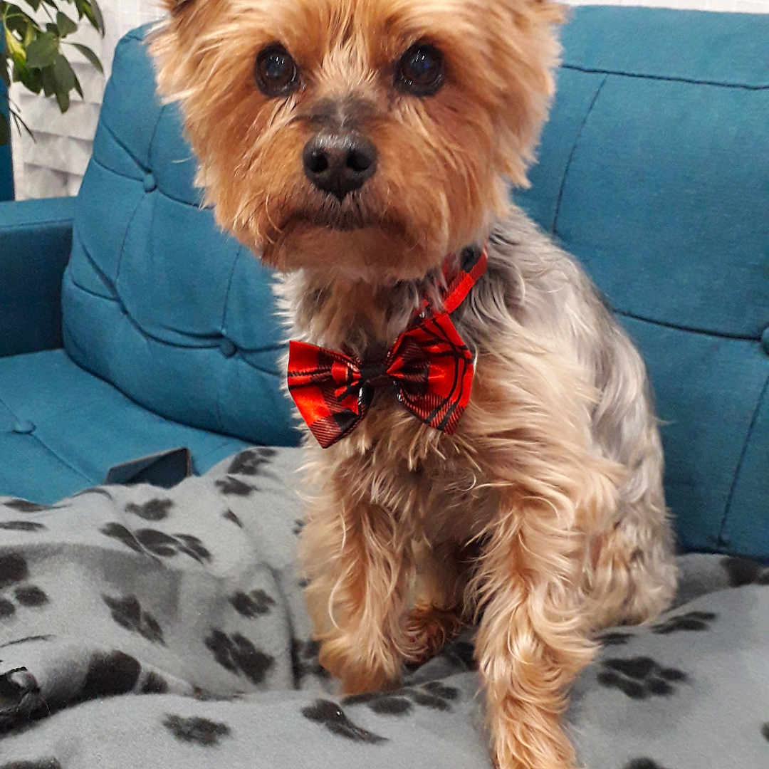 Boulgom participe au concours pour gagner de l'argent avec cette photo : accessories, affenpinscher, animal, architecture, building, canine, chair, couch, cushion, dog, formalwear, furniture, homedecor, indoors, interiordesign, pet, puppy, terrier, tie, whitedog