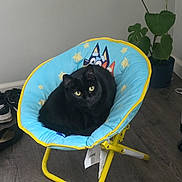 Anjali joined the competition — help win amazing prizes! black_cat, cat, chair, blue_chair, yellow_chair, cartoon_print, indoor, flooring, plant, potted_plant, shoes, nike_shoes, wooden_floor, pet, animal, fur, eye_contact, relaxed, domestic_cat, loaf_position