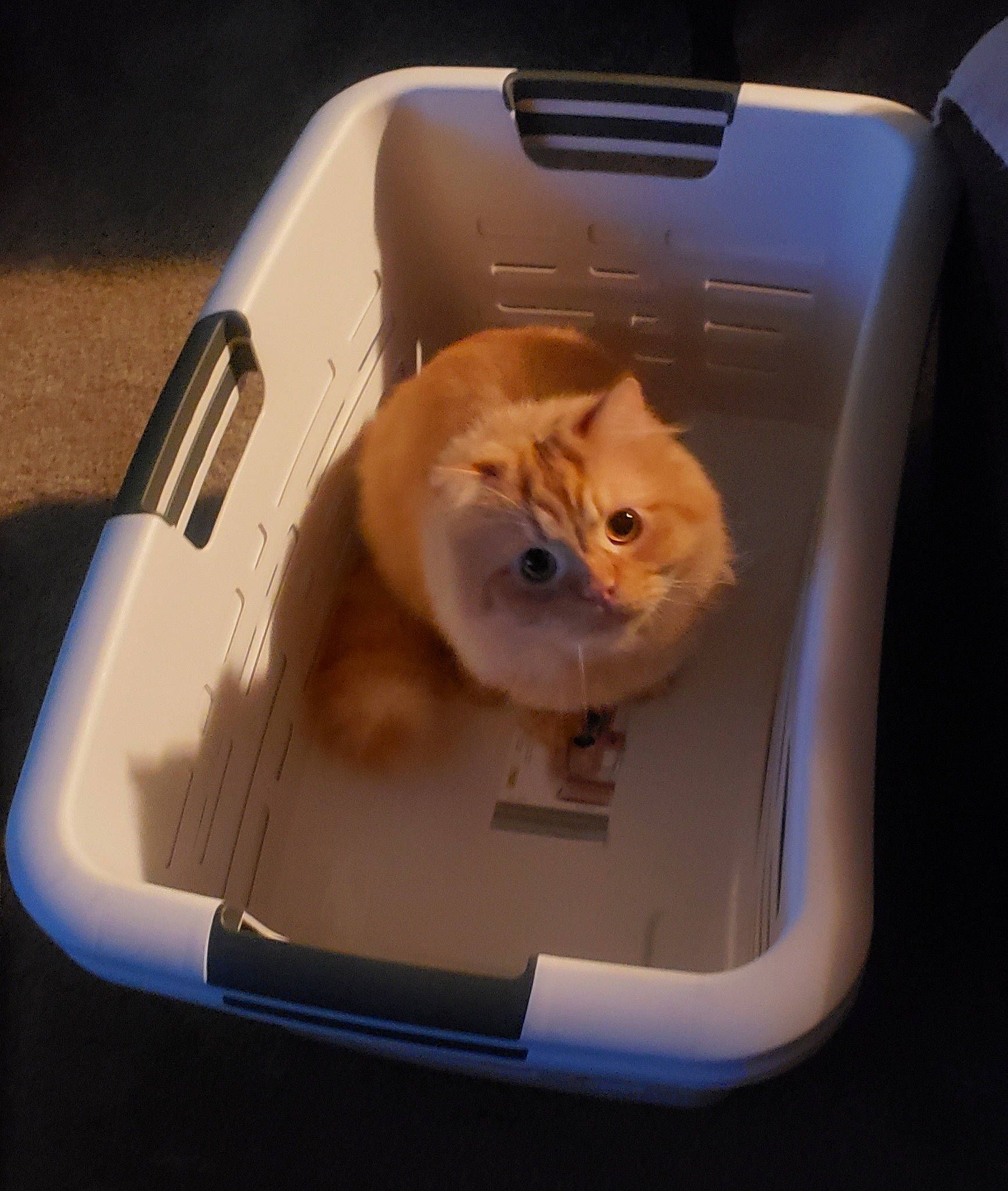 Oscar joined the competition — help win amazing prizes! carnivore, cat, cat_supply, fawn, felidae, fur, kitten, litter_box, sink, small_to_medium_sized_cats, toaster, whiskers