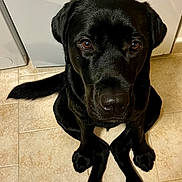 Makao a rejoint le concours — aidez-le/la à gagner de superbes lots ! appliance, black_dog, black_fur, brown_eyes, close_up, companion, dog, domestic_animal, floor_tile, indoor, kitchen, labrador_retriever, looking_up, paws, pet, portrait, sitting, tail, tile_floor, wet_nose