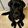 appliance, black_dog, black_fur, brown_eyes, close_up, companion, dog, domestic_animal, floor_tile, indoor, kitchen, labrador_retriever, looking_up, paws, pet, portrait, sitting, tail, tile_floor, wet_nose