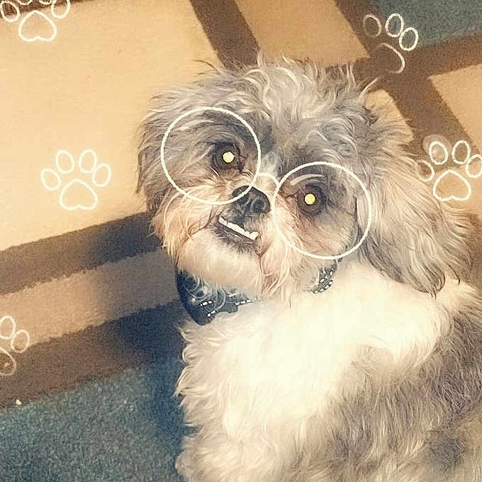 Dot is registered to the contest to win money with this photo: accessories, affenpinscher, animal, canine, dog, face, glasses, head, homedecor, indoors, interiordesign, person, pet, photography, poodle, portrait, puppy, terrier, text, whitedog
