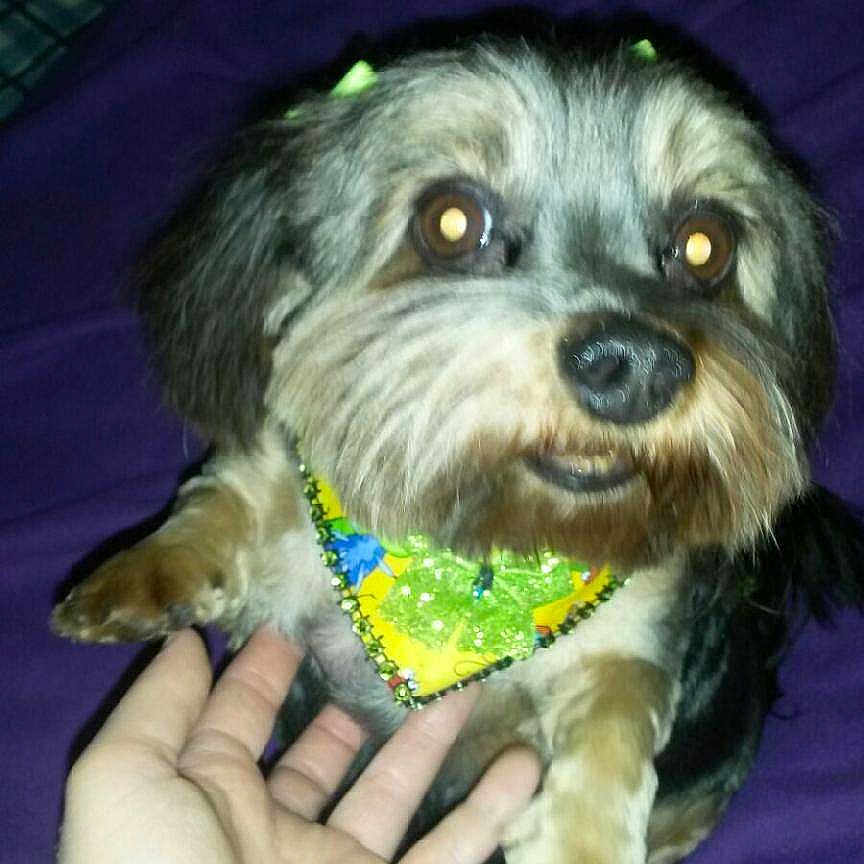 Tootsie