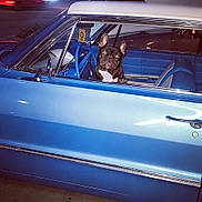 Chevy is registered to the contest to win money with this photo: dog, french_bulldog, car, vintage_car, blue_car, night, pet, animal, window, seat, interior, chrome, side_view, parking_lot, urban, street, lights, curious, looking_out, canine
