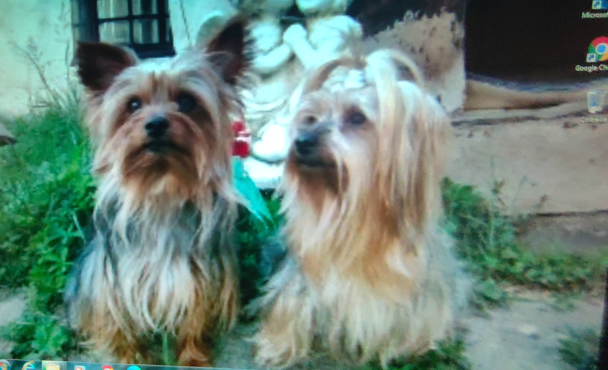 Bloow participe au concours pour gagner de l'argent avec cette photo : biewer_terrier, biting, canidae, carnivore, companion_dog, dog, dog_breed, fawn, fur, grass, liver, non_sporting_group, plant, small_terrier, snout, sporting_group, terrestrial_animal, terrier, toy_dog, working_animal