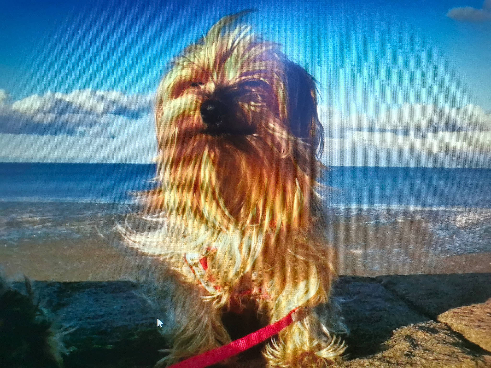 Bloow participe au concours pour gagner de l'argent avec cette photo : beach, biewer_terrier, canidae, carnivore, cloud, companion_dog, cumulus, dog, dog_breed, landscape, meteorological_phenomenon, ocean, sky, small_terrier, sporting_group, surfer_hair, terrier, toy_dog, water, wind_wave