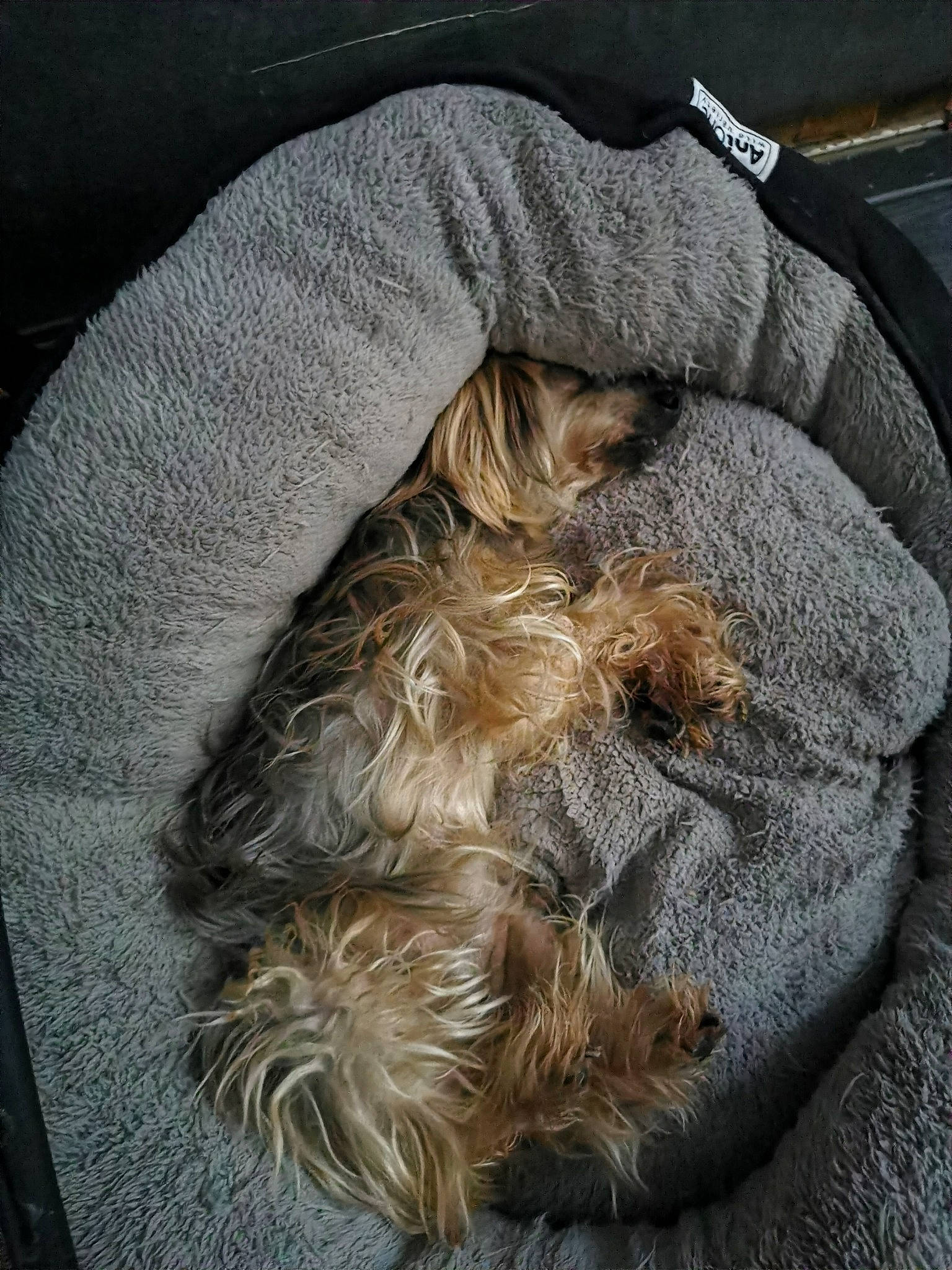 Bloow a rejoint le concours — aidez-le/la à gagner de superbes lots ! canidae, carnivore, comfort, companion_dog, dog, dog_breed, fawn, fur, liver, nap, natural_material, sporting_group, tail, terrier, toy_dog, working_animal