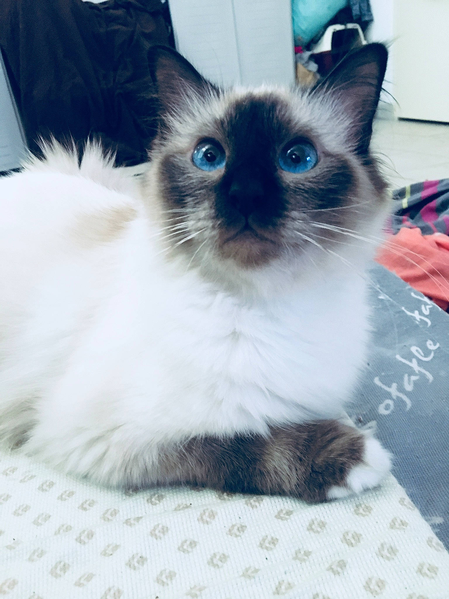 Shyna participe au concours pour gagner de l'argent avec cette photo : balinese, birman, carnivore, cat, colorpoint_shorthair, eye, felidae, himalayan, iris, javanese, kitten, mammal, ragdoll, siamese, small_to_medium_sized_cats, snowshoe, thai, tonkinese, vertebrate, whiskers