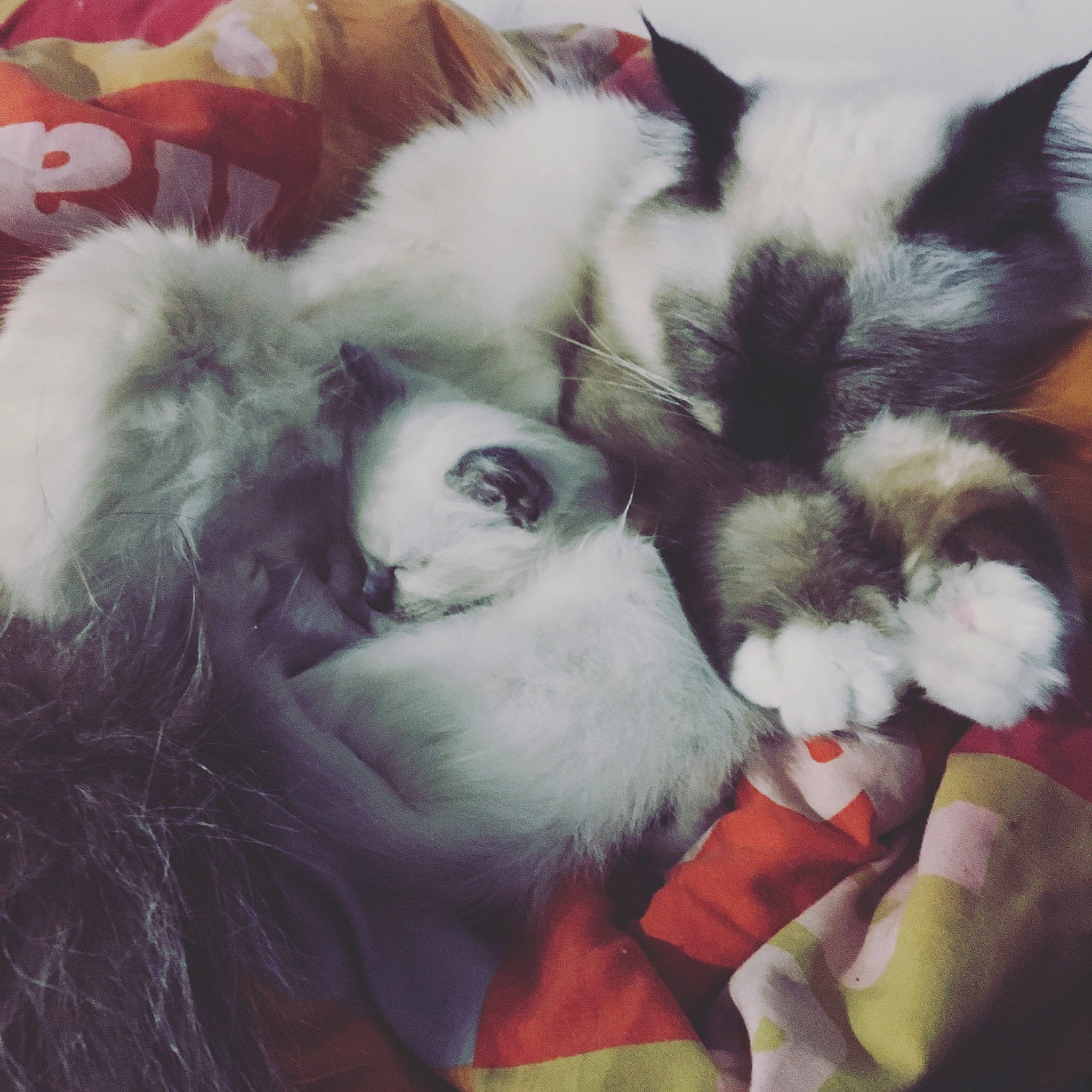 Shyna participe au concours pour gagner de l'argent avec cette photo : carnivore, cat, felidae, fur, kitten, small_to_medium_sized_cats, tail, whiskers