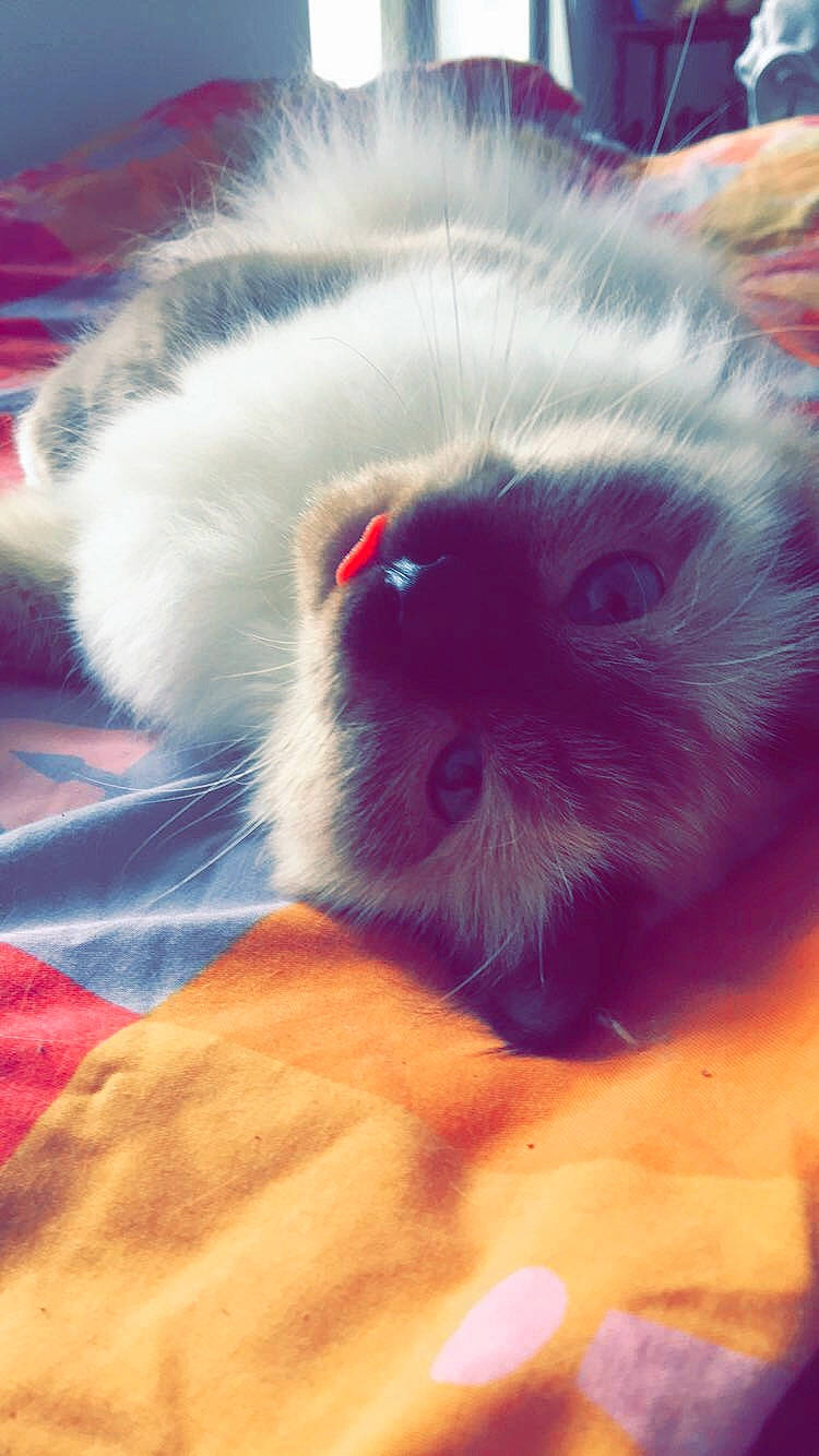 Shyna participe au concours pour gagner de l'argent avec cette photo : canidae, carnivore, companion_dog, dog_breed, lhasa_apso, nose, puppy, schnoodle, shih_tzu, snout, toy_dog, whiskers