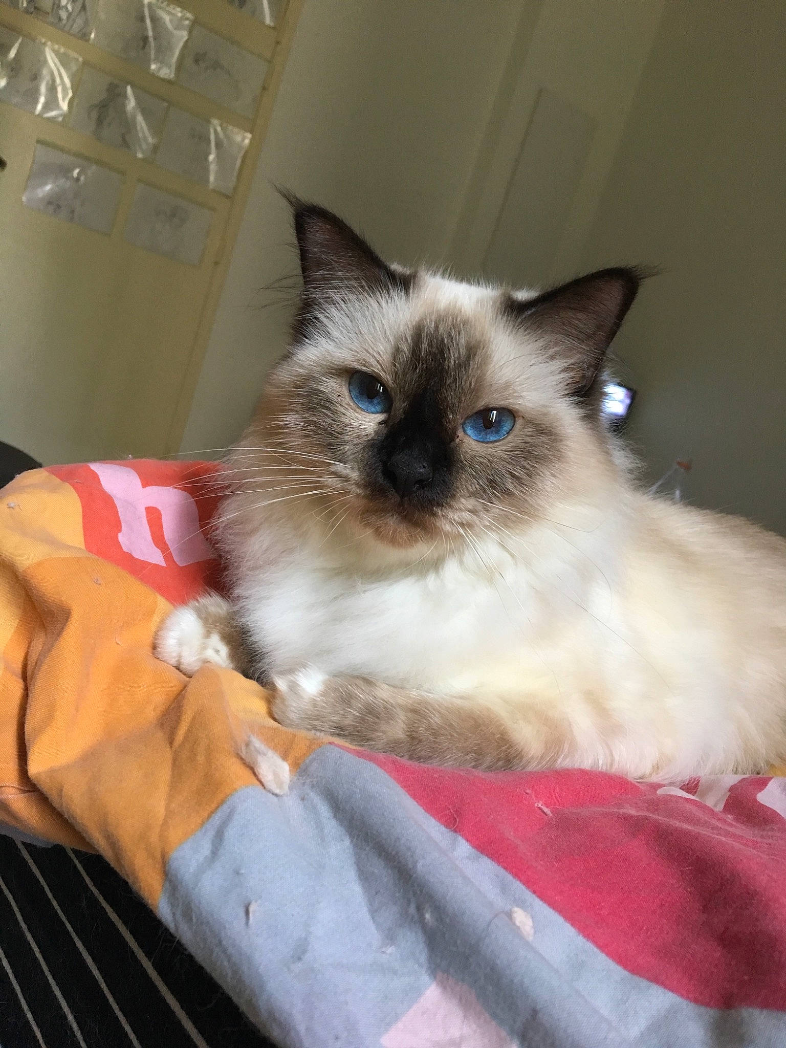 Shyna a rejoint le concours — aidez-le/la à gagner de superbes lots ! balinese, birman, carnivore, cat, colorpoint_shorthair, domestic_long_haired_cat, eye, felidae, himalayan, iris, kitten, mammal, ragdoll, siamese, small_to_medium_sized_cats, snowshoe, thai, tonkinese, vertebrate, whiskers