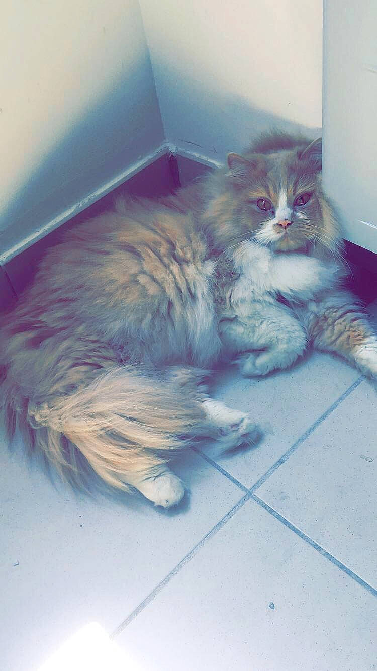 Kira a rejoint le concours — aidez-le/la à gagner de superbes lots ! british_semi_longhair, carnivore, cat, cymric, domestic_long_haired_cat, domestic_short_haired_cat, european_shorthair, felidae, fur, kitten, maine_coon, mammal, norwegian_forest_cat, siberian, small_to_medium_sized_cats, whiskers