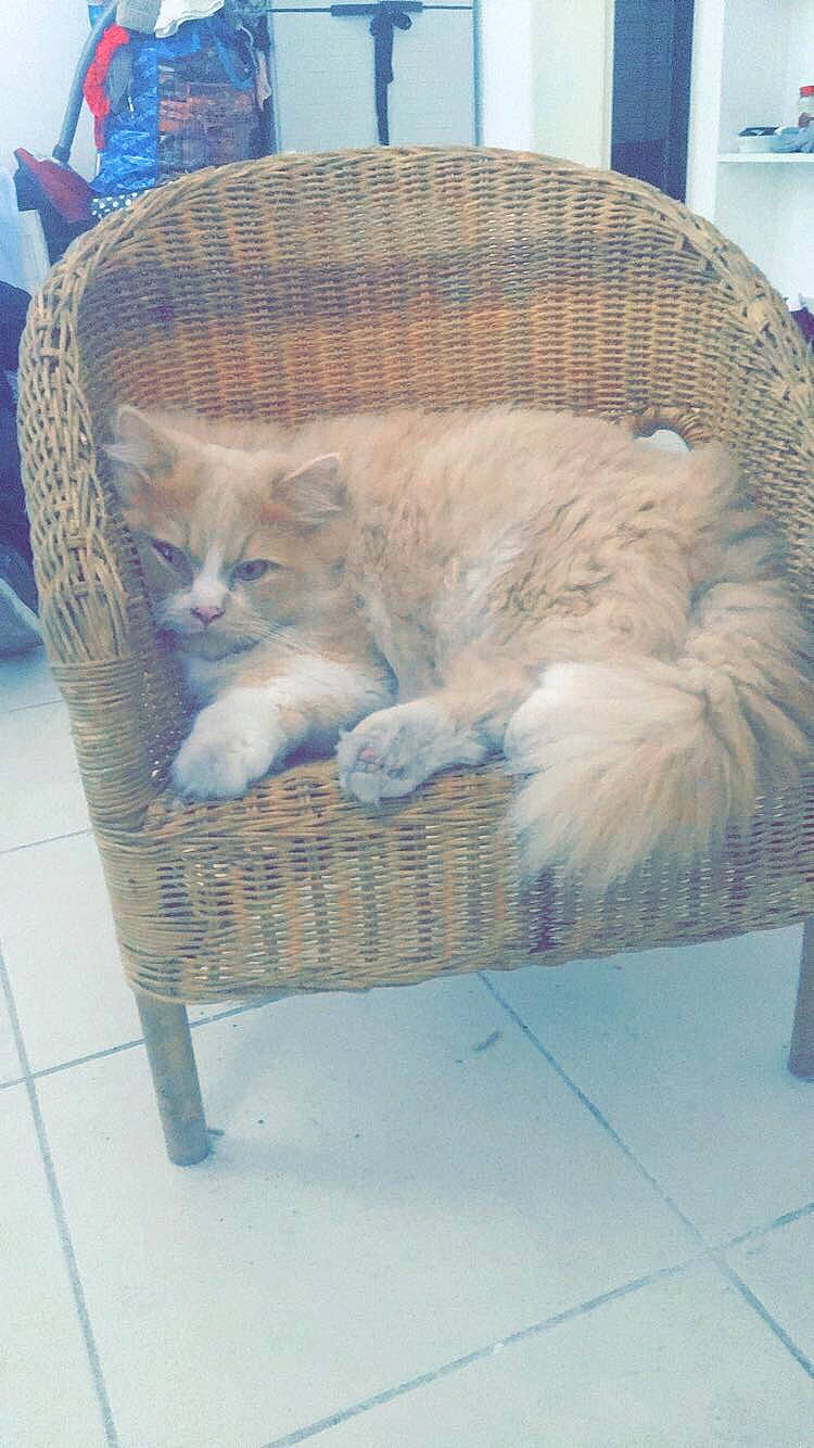 Kira a rejoint le concours — aidez-le/la à gagner de superbes lots ! aegean_cat, american_curl, animal_shelter, carnivore, cat, domestic_short_haired_cat, european_shorthair, fawn, felidae, furniture, kitten, norwegian_forest_cat, persian, ragamuffin, small_to_medium_sized_cats, tail, turkish_angora, turkish_van, whiskers, wicker