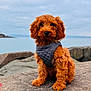 Bear is registered to the contest to win money with this photo: dog, puppy, brown, fur, quilted_harness, rock, outdoor, nature, water, sky, cloudy, pet, sitting, cute, animal, portrait, calm, scenic, young, adorable