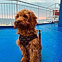 Bear is registered to the contest to win money with this photo: dog, puppy, brown_fur, harness, leash, blue_floor, outdoor, deck, railing, sunset, sky, clouds, pet, animal, cute, fluffy, sitting, side_view, calm, daylight