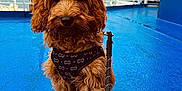 Bear joined the competition — help win amazing prizes! dog, puppy, brown, fluffy, harness, leash, blue_floor, outdoor, railing, sky, clouds, pet, sitting, cute, canine, animal, portrait, daylight, water, boat