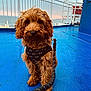 dog, puppy, brown, fluffy, harness, leash, blue_floor, outdoor, railing, sky, clouds, pet, sitting, cute, canine, animal, portrait, daylight, water, boat