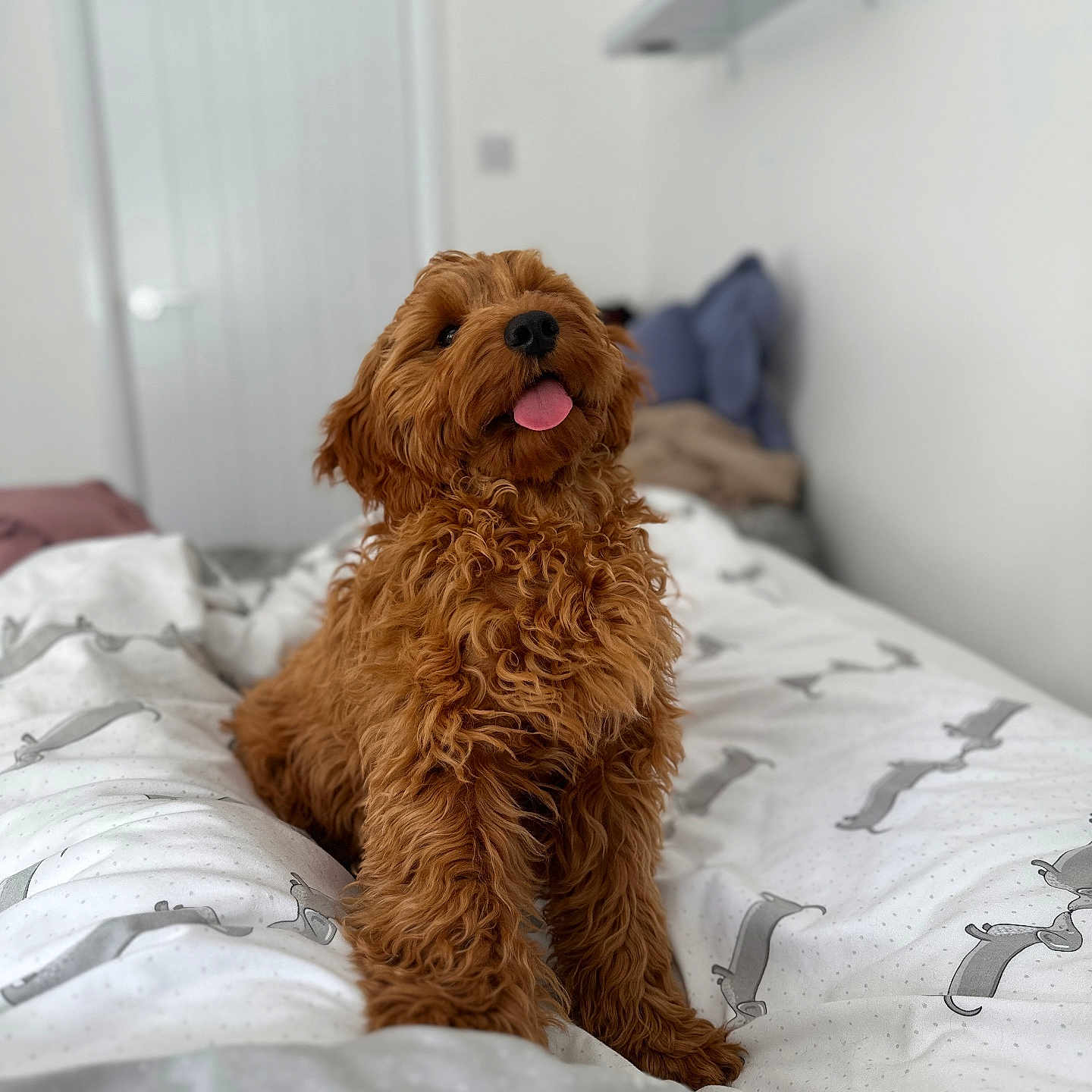 Bear joined the competition — help win amazing prizes! animal, bed, bedroom, blanket, brown_dog, canine, cozy, curly_fur, cute, dog, domestic, door, fur, happy, indoor, pattern, pet, pillow, shelf, tongue_out