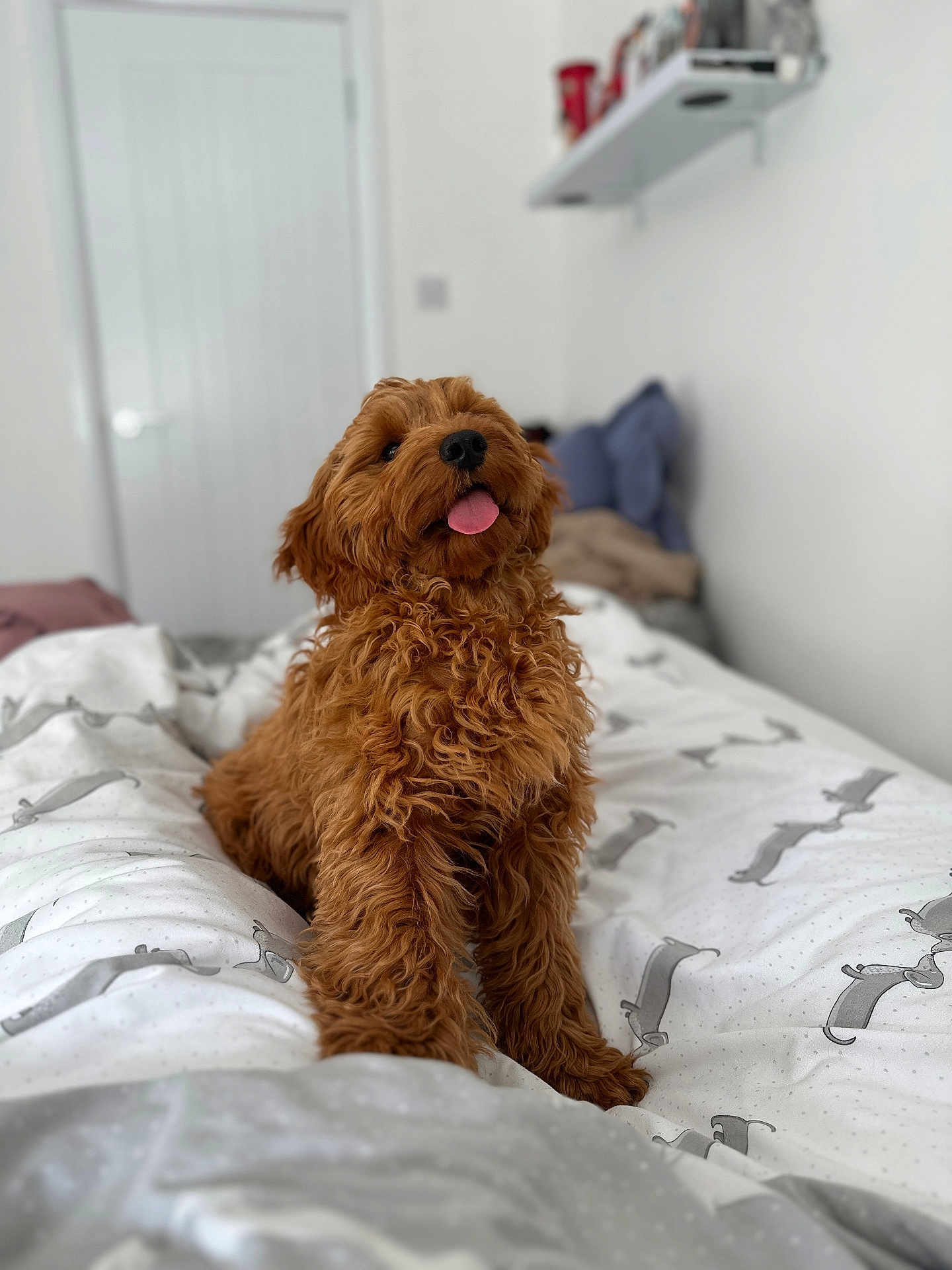 Bear joined the competition — help win amazing prizes! dog, bed, brown_dog, curly_fur, tongue_out, indoor, bedroom, blanket, pattern, shelf, door, pillow, cozy, pet, animal, fur, cute, happy, domestic, canine