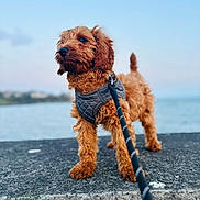 Bear joined the competition — help win amazing prizes! dog, brown, fluffy, leash, harness, outdoor, water, sky, stone, confident, pet, animal, canine, standing, daylight, nature, portrait, cute, fur, calm