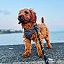 dog, brown, fluffy, leash, harness, outdoor, water, sky, stone, confident, pet, animal, canine, standing, daylight, nature, portrait, cute, fur, calm