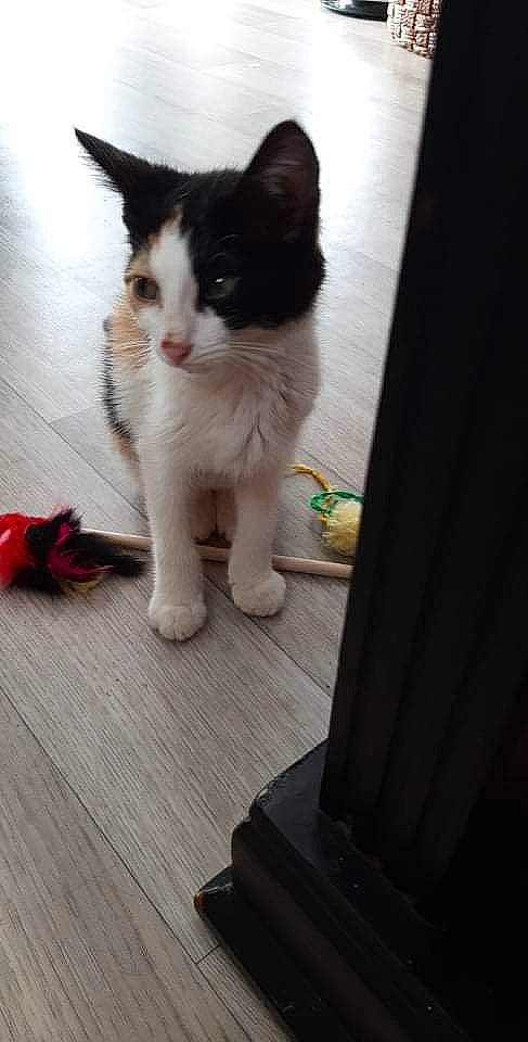 Shanelle a rejoint le concours — aidez-le/la à gagner de superbes lots ! carnivore, cat, claw, domestic_short_haired_cat, felidae, floor, flooring, foot, fur, hardwood, human_leg, paw, sitting, small_to_medium_sized_cats, snout, tail, vertebrate, whiskers, wood, wood_flooring