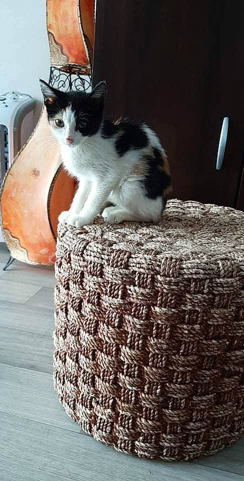 Shanelle participe au concours pour gagner de l'argent avec cette photo : basket, carnivore, cat, cat_supply, comfort, domestic_short_haired_cat, felidae, flooring, foot, fur, grey, paw, sitting, small_to_medium_sized_cats, snout, storage_basket, tail, whiskers, wicker, wood