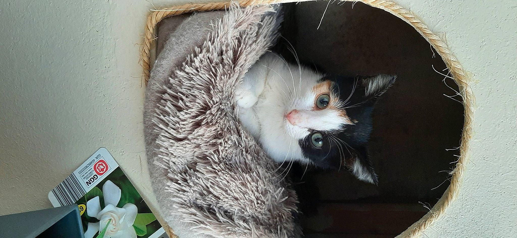 Shanelle a rejoint le concours — aidez-le/la à gagner de superbes lots ! animal_shelter, box, cardboard, carnivore, cat, cat_furniture, cat_supply, claw, domestic_short_haired_cat, felidae, fur, grey, paw, pet_supply, small_to_medium_sized_cats, tail, whiskers, window