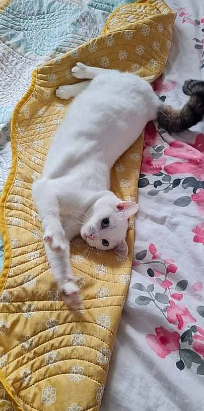 émeraude a rejoint le concours — aidez-le/la à gagner de superbes lots ! bed, bedding, carnivore, comfort, companion_dog, dog, dog_breed, fawn, felidae, flooring, football, hardwood, linens, pet_supply, snout, sporting_group, tail, toy, wood, working_animal