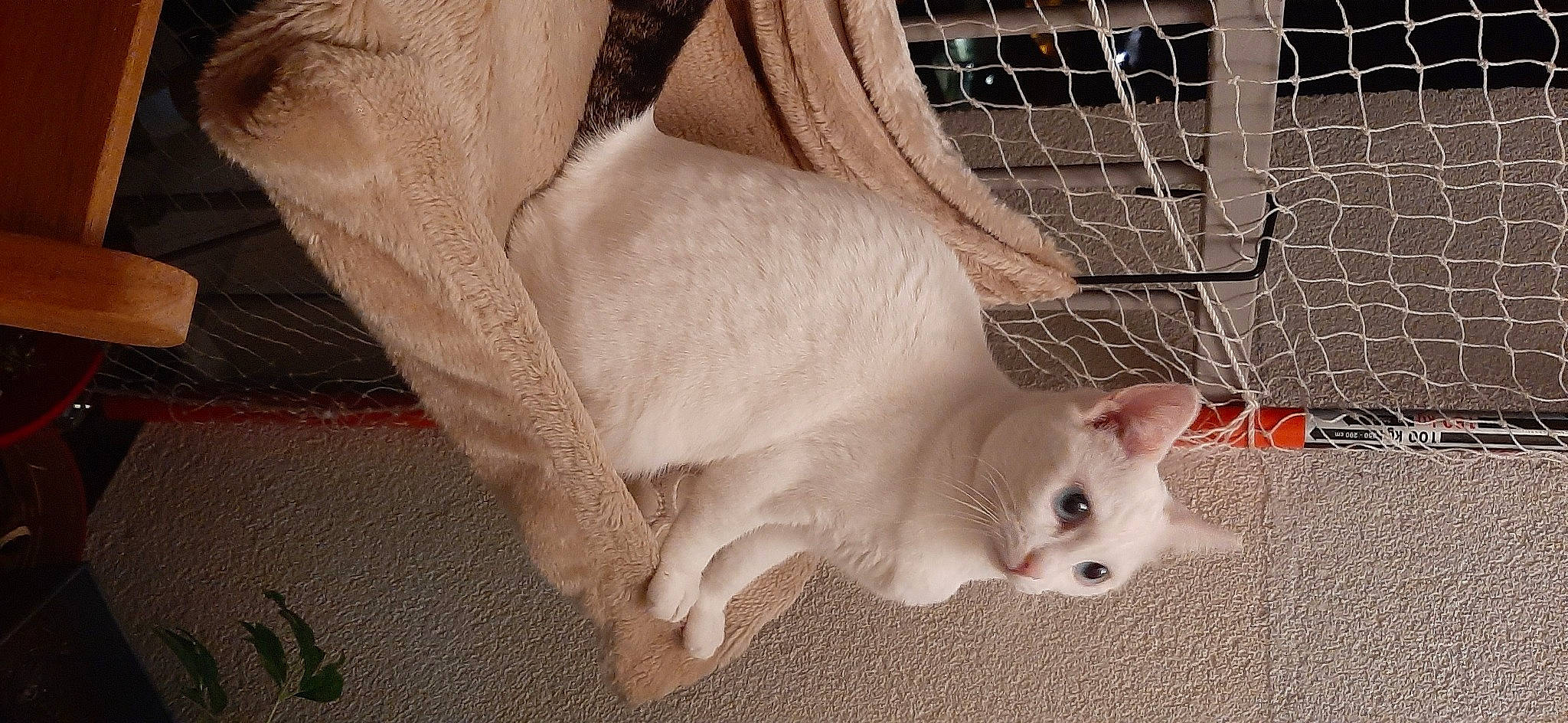 émeraude a rejoint le concours — aidez-le/la à gagner de superbes lots ! animal_shelter, cage, carnivore, cat, claw, comfort, domestic_short_haired_cat, fawn, felidae, flooring, foot, fur, mesh, paw, pet_supply, small_to_medium_sized_cats, snout, tail, whiskers, white