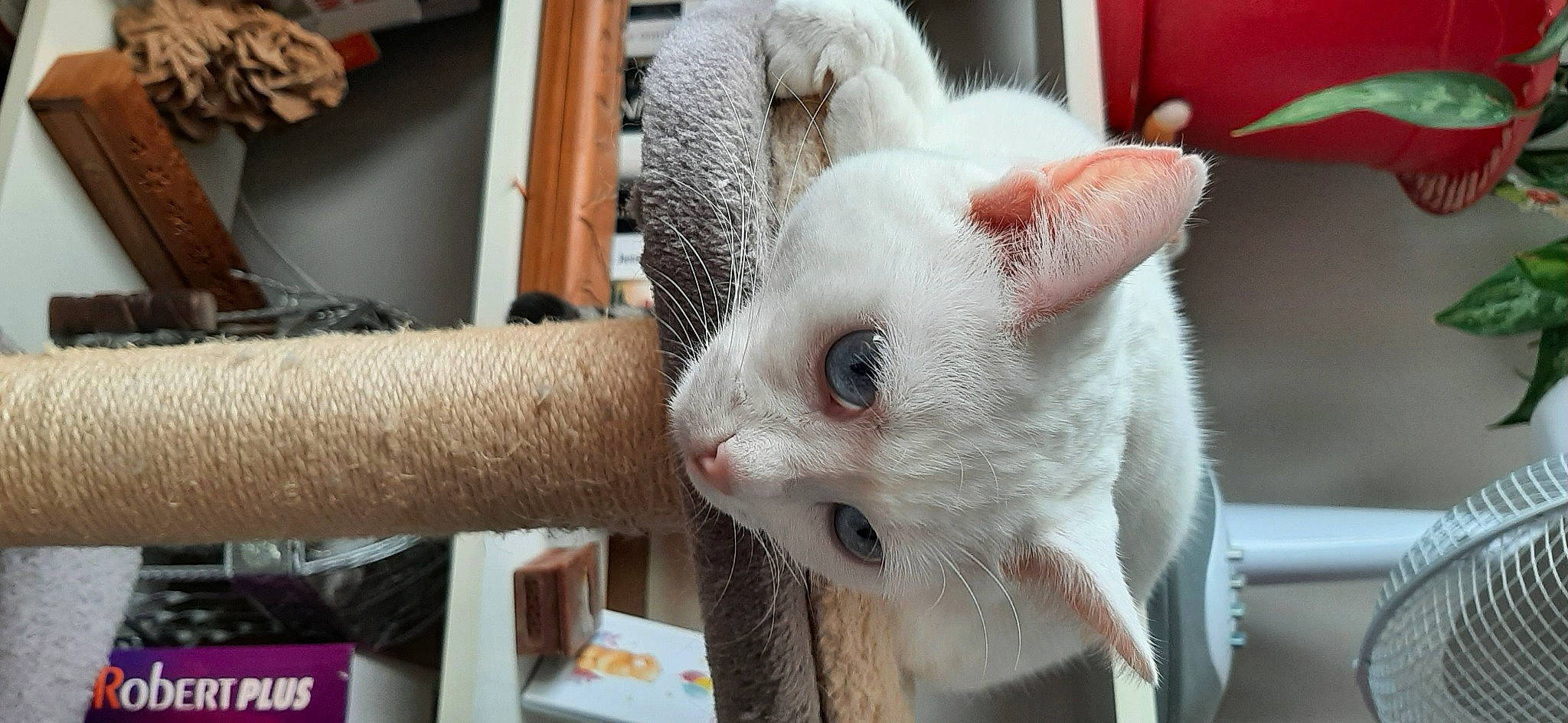 émeraude a rejoint le concours — aidez-le/la à gagner de superbes lots ! carnivore, cat, claw, comfort, domestic_short_haired_cat, ear, fawn, felidae, fur, pet_supply, small_to_medium_sized_cats, snout, tail, whiskers