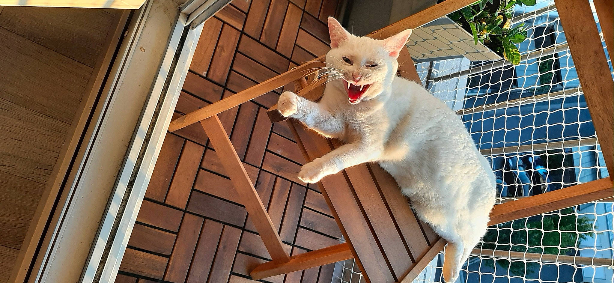 émeraude participe au concours pour gagner de l'argent avec cette photo : animal_shelter, carnivore, cat, claw, domestic_short_haired_cat, fawn, felidae, flooring, fur, hardwood, mesh, metal, paw, sitting, small_to_medium_sized_cats, snout, tail, whiskers, wood